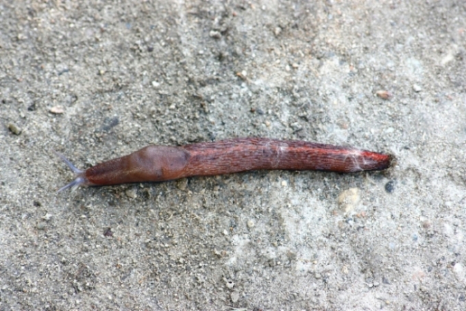 Limax dacampi-gruppo del Parco del Ticino